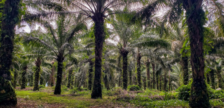 oil palm trees png