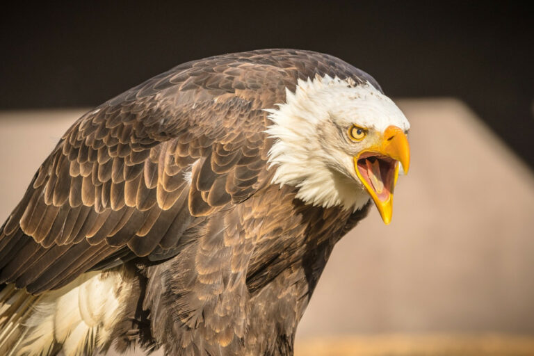 BAIYER RIVER BIRDS SANCTUARY AND WILDLIFE PARK