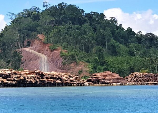 Deforestation for Potential Rubber Plantation Raises Concerns in Papua New Guinea