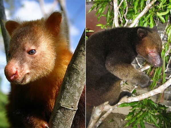 Papua New Guinea Deforestation Threatens Tree Kangaroo Habitation