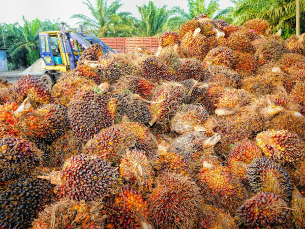 The world’s leading oil supplier and Papua New Guinea ‘s largest palm oil producer New Britain Palm Oil pumps in K600 million every year to the West New Britain Provincial economy.