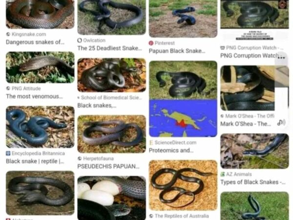 WARNING to Residents of POM, Central and Gulf – Beware that the Wet Month of Jan, Feb, and March is the Mating Period of the Highly Venomous Snake Locally Known as the Papuan Black.