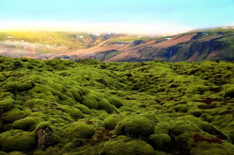 image of land on the topic of the land ownership in papua new guinea