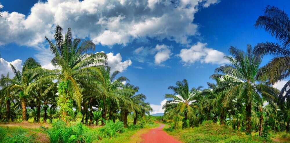 image of oil palm plantation in Papua New Guinea.